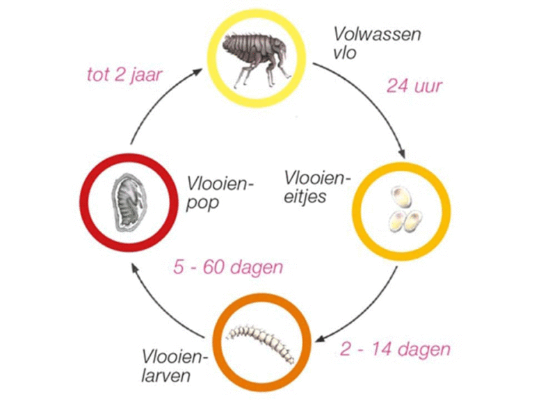 Vlooien bij katten Staphorst IJhorst Rouveen