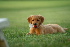 hond-liggend-in-het-gras-met-badminthon