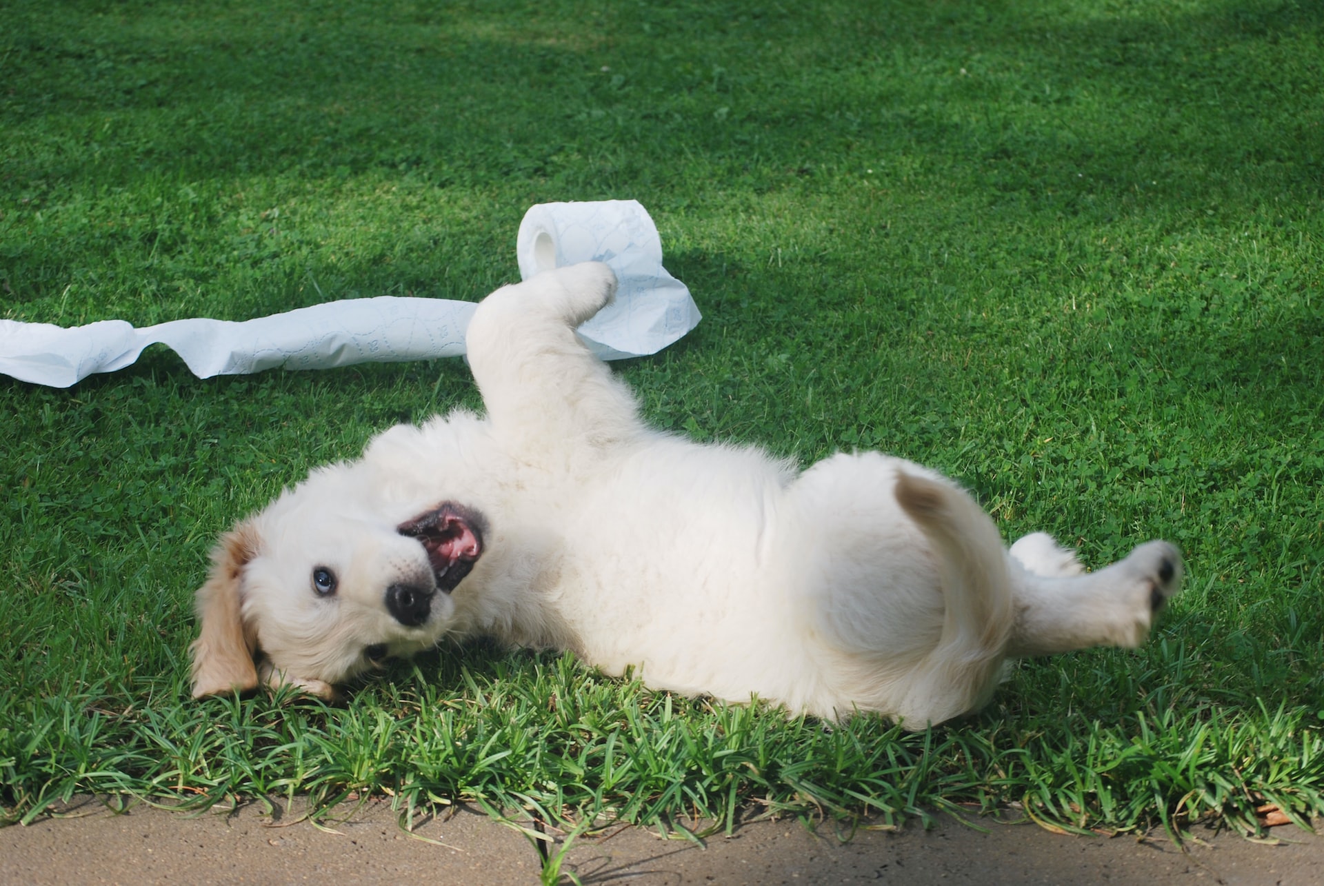 hond-aan-het-spelen-in-het-gras-parasieten