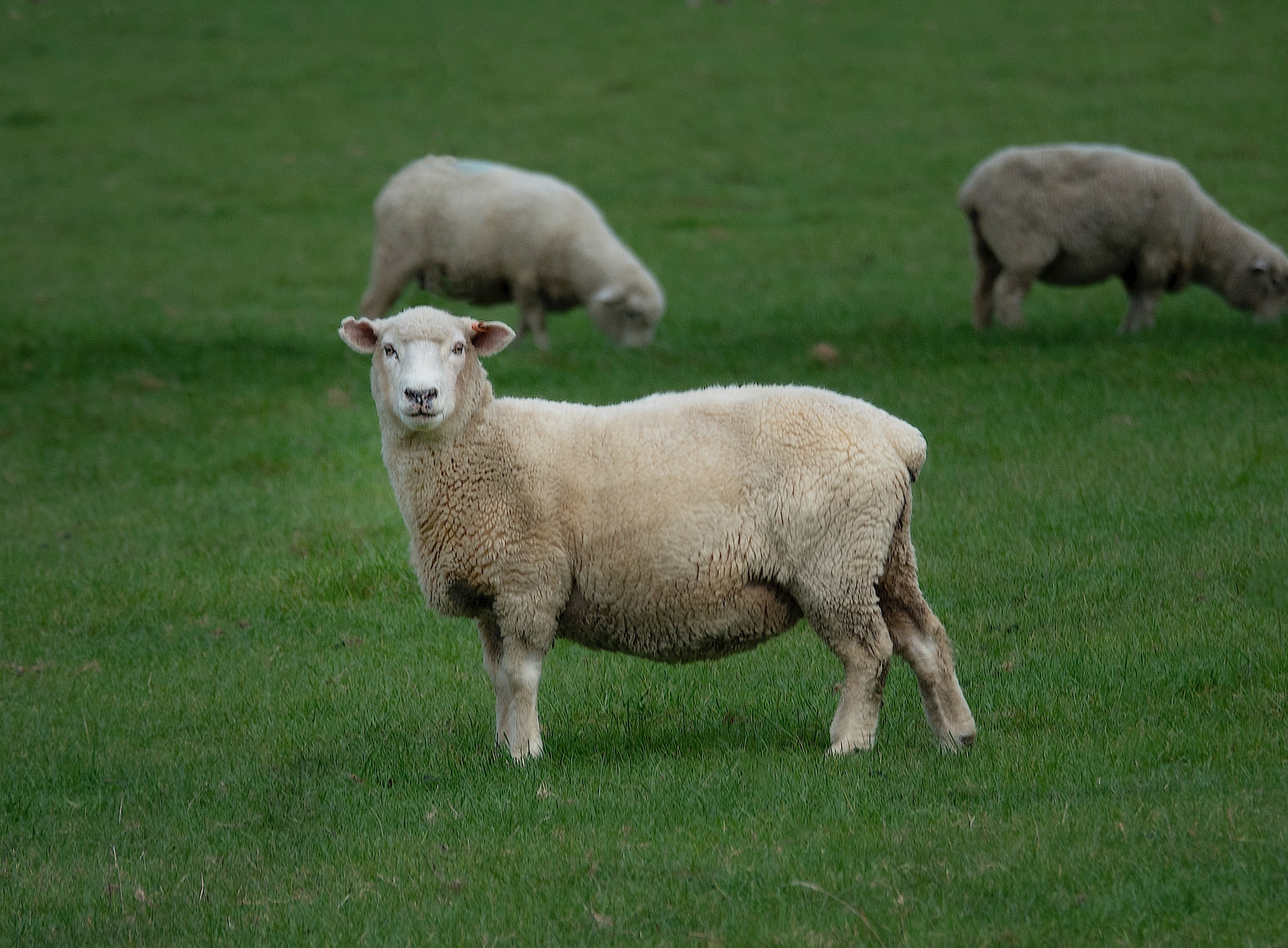 schaap -in-de-wei-op-de-achtergrond-meer-schapen