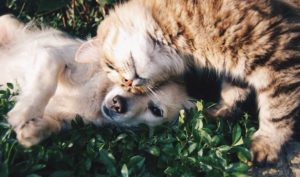 kat-en-hond-samen-in-het-gras