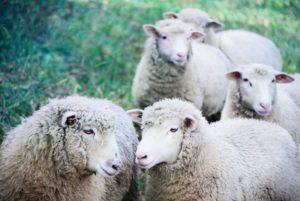 Myasis-bij-schapen
