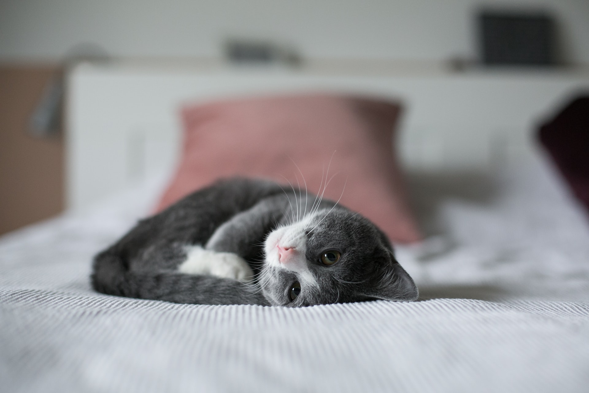 kat-liggend-op-bed-na-steraliseren
